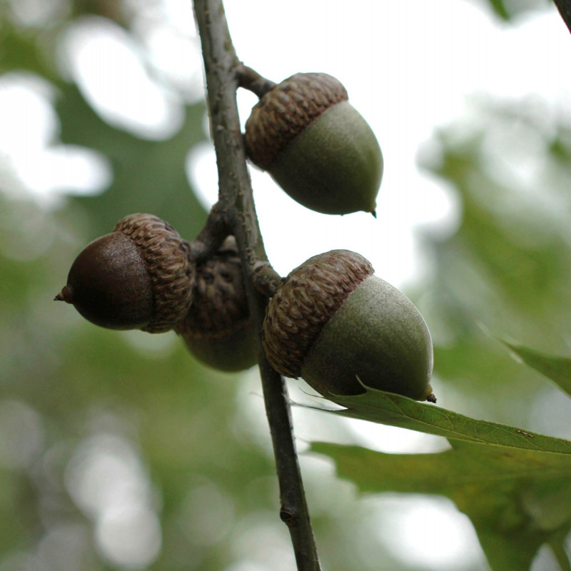 Quercus shumardii par Bruce Kirchoff de Wikimedia commons