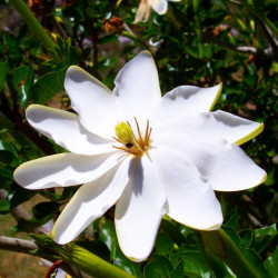 Gardenia thunbergia par Randy OHC de West Park, New York, États-Unis de Wikimedia commons
