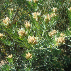 Teline linifolia de Ximenex, CC BY-SA 2.1 ES, via Wikimedia Commons