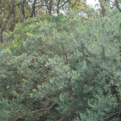 Teline linifolia de Xemenendura, CC BY-SA 3.0, via Wikimedia Commons