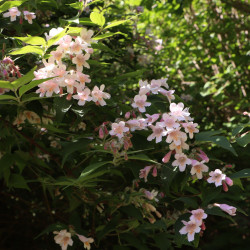  Buisson de beauté - Kolkwitzia amabilis, fleurs roses