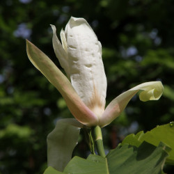 Magnolia tripetala de Gerd Eichmann, CC BY-SA 4.0, via Wikimedia Commons