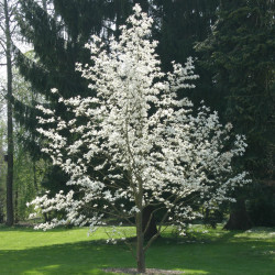 Magnolia stellata de Gerd Eichmann, CC BY-SA 4.0, via Wikimedia Commons