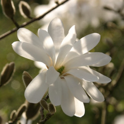Magnolia stellata de Gerd Eichmann, CC BY-SA 4.0, via Wikimedia Commons