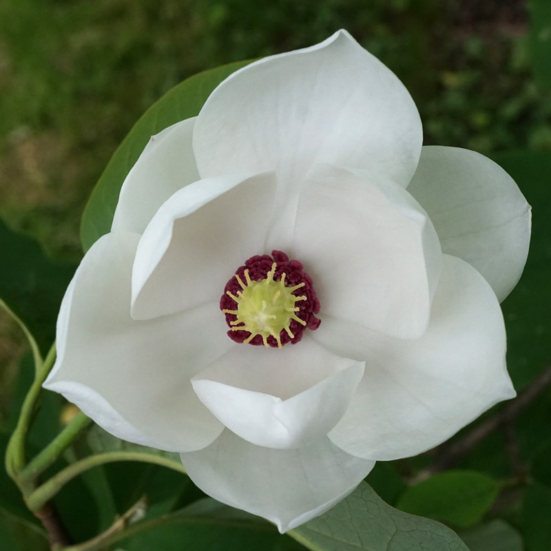 Magnolia sieboldii de Plant Image Library from Boston, USA, CC BY-SA 2.0, via Wikimedia Commons