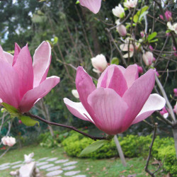 Magnolia liliflora de 阿橋 HQ, CC BY-SA 2.0, via Wikimedia Commons