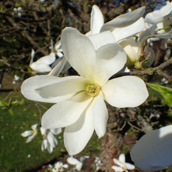 Magnolia kobus de Krzysztof Ziarnek, Kenraiz, CC BY-SA 4.0 , via Wikimedia Commons