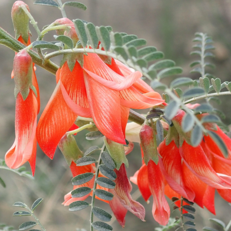 Sutherlandia frutescens par Andrawaag de Wikimedia commons