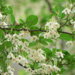 Styrax japonica sur Wikimedia commons