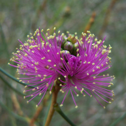 Melaleuca nemtophylla de Photographs by Gnangarra...commons.wikimedia.org, CC BY 2.5 AU, via Wikimedia Commons
