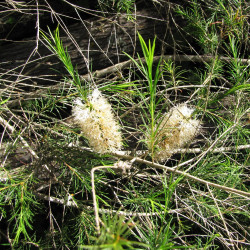 Melaleuca armillaris de Forest & Kim Starr, CC BY 3.0 US, via Wikimedia Commons