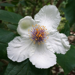 Stewartia ovata var.grandiflora par Bibliothèque d'images végétales de Boston, États-Unis  de Wikimedia commons