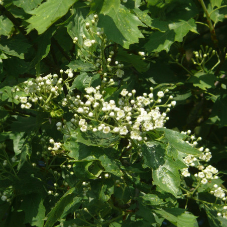Graines d'Alisier torminal - Semences de Sorbus torminalis