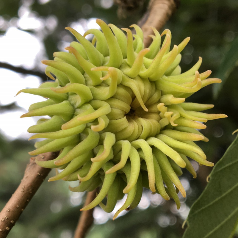 Quercus variabilis de Plant Image Library from Boston, USA, CC BY-SA 2.0, via Wikimedia Commons Quercus variabilis de Plant Image Library from Boston, USA, CC BY-SA 2.0, via Wikimedia Commons