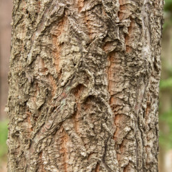 Quercus variabilis de Σ64, CC BY 3.0, via Wikimedia Commons