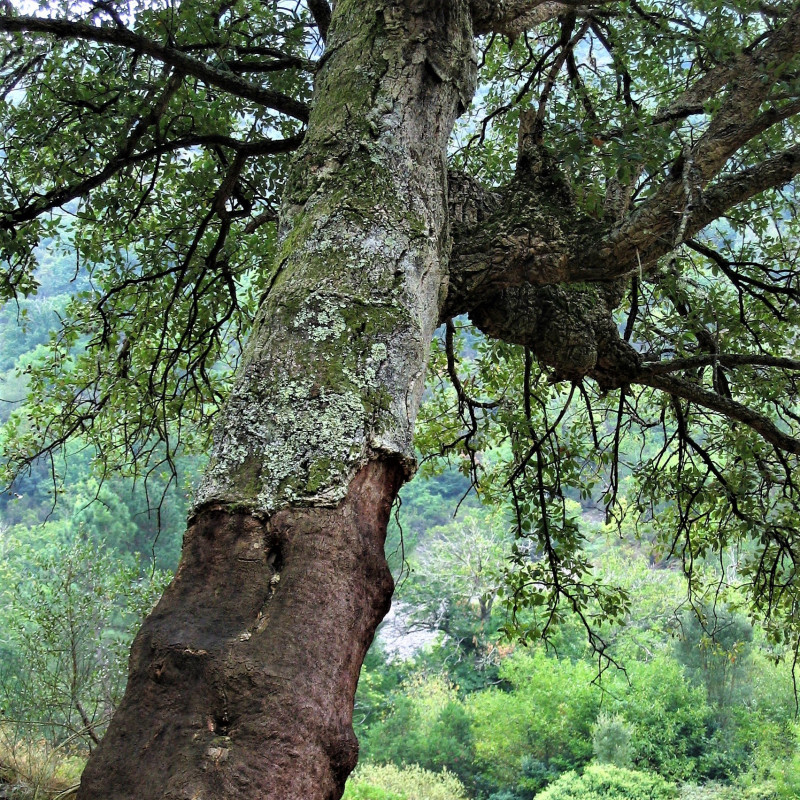 Quercus suber de SABENCIA Bertu Ordiales, CC BY-SA 4.0, via Wikimedia Commons