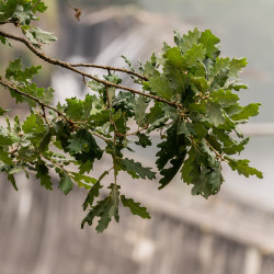 Quercus petraea de Krzysztof Golik, CC BY-SA 4.0, via Wikimedia Commons