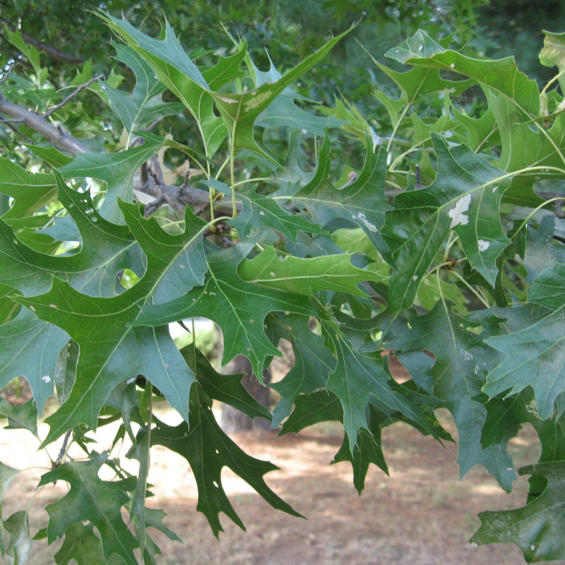 Quercus palustris de H.C. Williams from Pawtucket, Rhode Island, USA, CC BY 2.0, via Wikimedia Commons