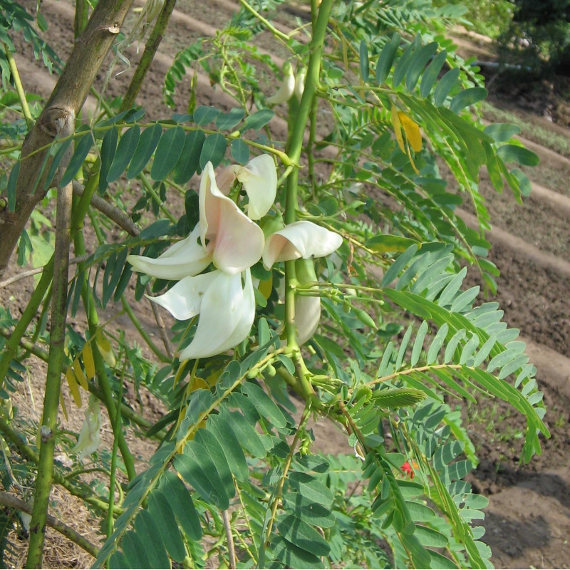 Sesbania grandiflora par Fleur de Meneerke de Wikimedia commons