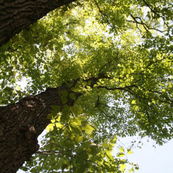 Quercus prinus de David J. Stang, CC BY-SA 4.0, via Wikimedia Commons
