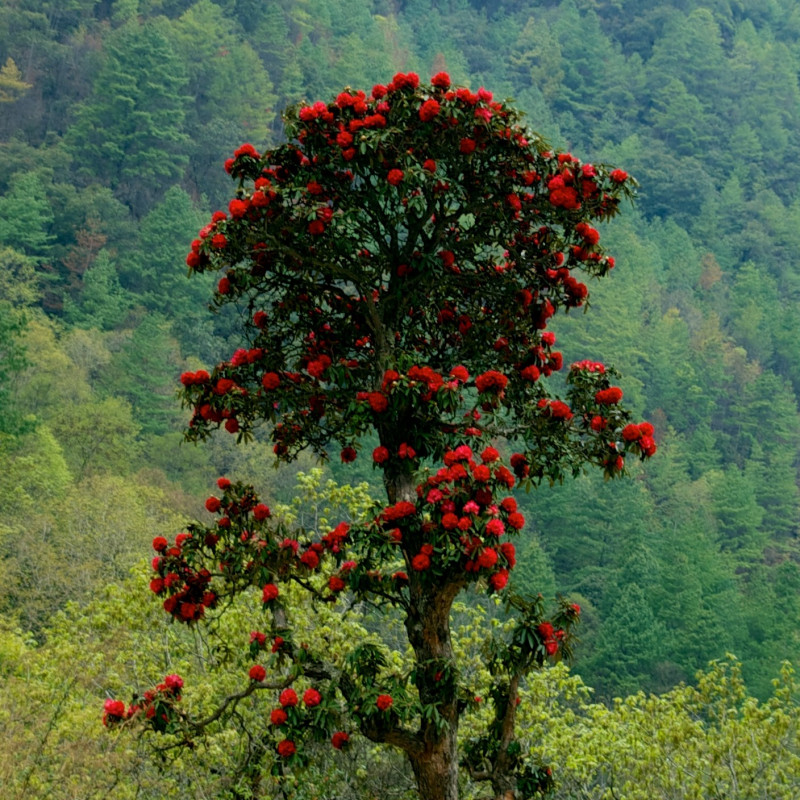 Rhododendron arboreum de Mario Biondi writer, CC BY-SA 3.0, via Wikimedia Commons