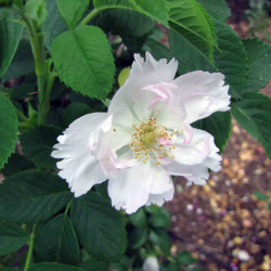 Rosa soulieana par QG de Wikimedia commons