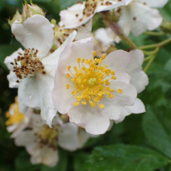 Rosa multiflora par Krzysztof Ziarnek, Kenraiz de Wikimedia commons