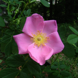 Rosa virginiana par Sakurai Midori de Wikimedia commons