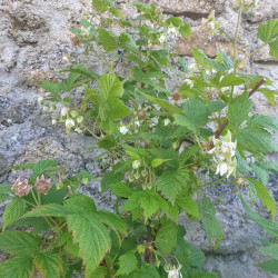 Rubus idaeus Semences du Puy