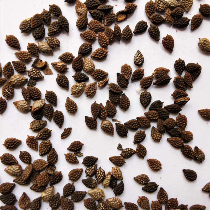 Graines de Passiflora adenopoda - Semences du Puy
