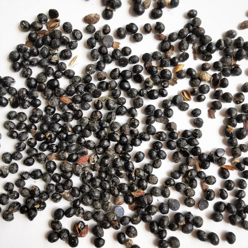 Graines de Zanthoxylum coreanum - Semences du Puy
