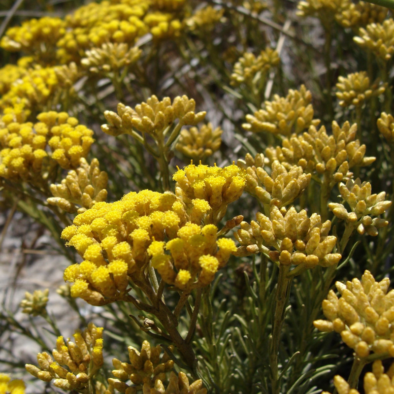 Helichrysum italicum spp serotinum par Mâle drow de Wikimedia commons