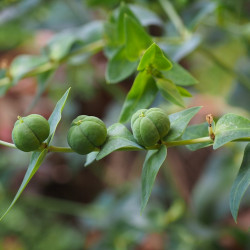 Euphorbia lathyris par Hans Braxmeier de Pixabay