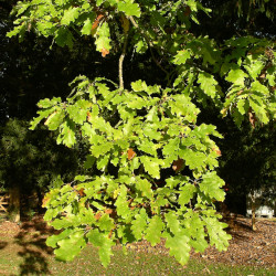 Quercus alaba wikimedia