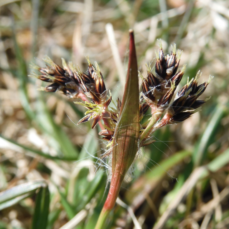 Luzula campestris de MurielBendel, CC BY-SA 4.0, via Wikimedia Commons Luzula campestris de MurielBendel, CC BY-SA 4.0, via Wikimedia Commons