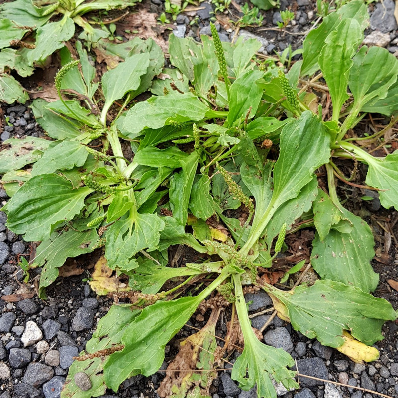 Plantago major Semences du Puy Plantago major Semences du Puy