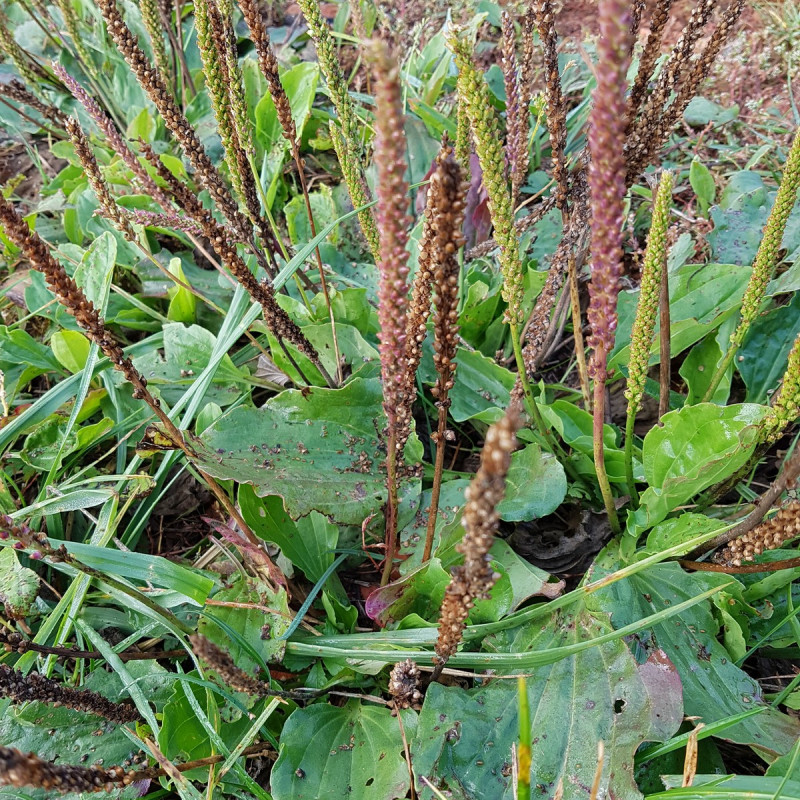 Plantago major Semences du Puy Plantago major Semences du Puy