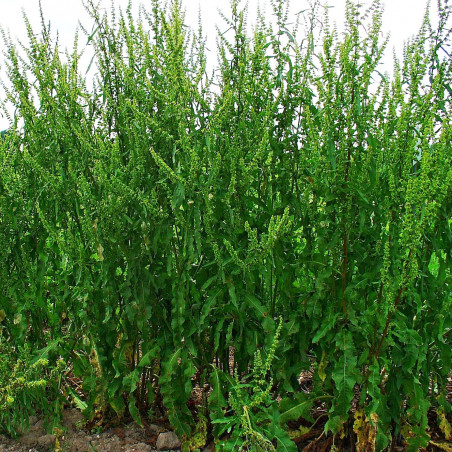 Graines D'Oseille - Environ 400 Graines - Rumex, Comestible - Plein Soleil - Printemps/Été