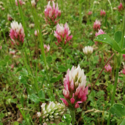 Trifolium incarnatum Semences du Puy