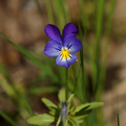Viola tricolor Pixabay