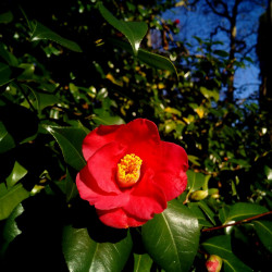 Camellia japonica Pixabay