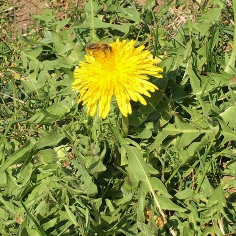 Taraxacum officinalis Semences du Puy