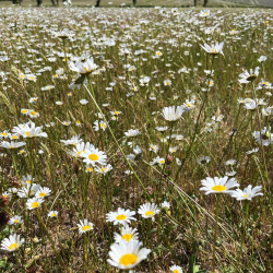 Leucanthemum ircutianum par Semences du Puy