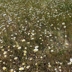 Leucanthemum vulgare par Semences du Puy