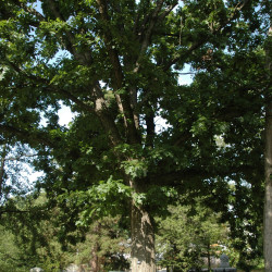 Quercus macrocarpa par Bruce Kirchoff sur Wikimedia commons