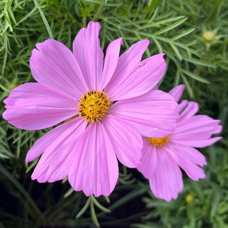 Graines de Cosmos Sensation Radiance - Cosmos bipinnatus Graines