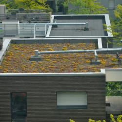 (photo non contractuelle de mélange toiture végétalisée) Sédums_terrasse_végétalisée_green_roof par Lamiot sur Wikimedia commons