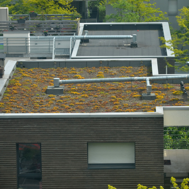 Mélange Sedum 300 Graines - Toiture Végétale & Rocaille | Semis Facile