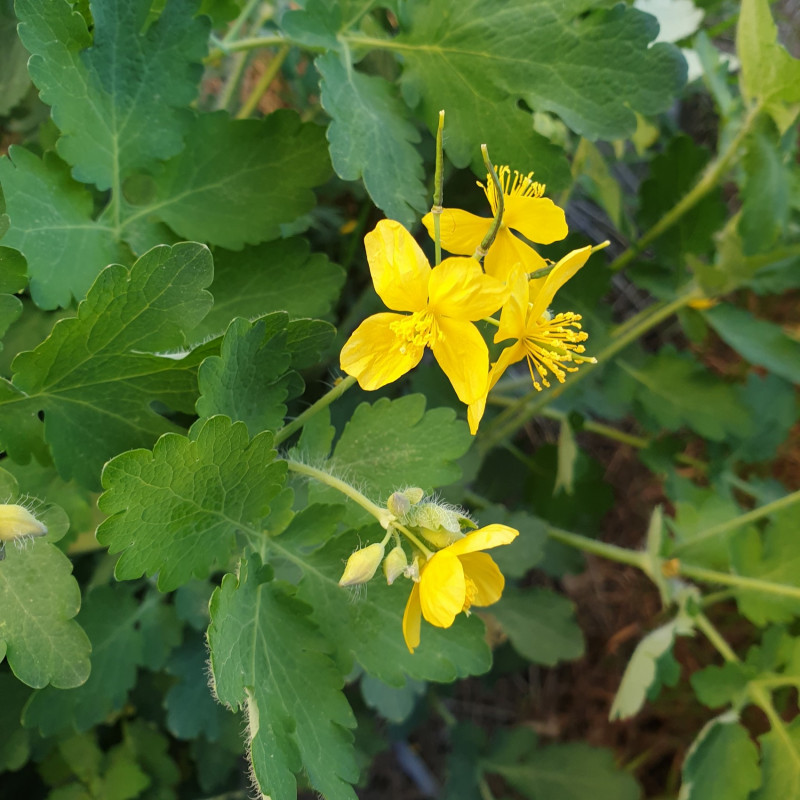 Chelidonium majus Semences du Puy Chelidonium majus Semences du Puy