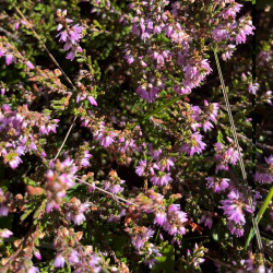 Calluna vulgaris Semences du Puy
